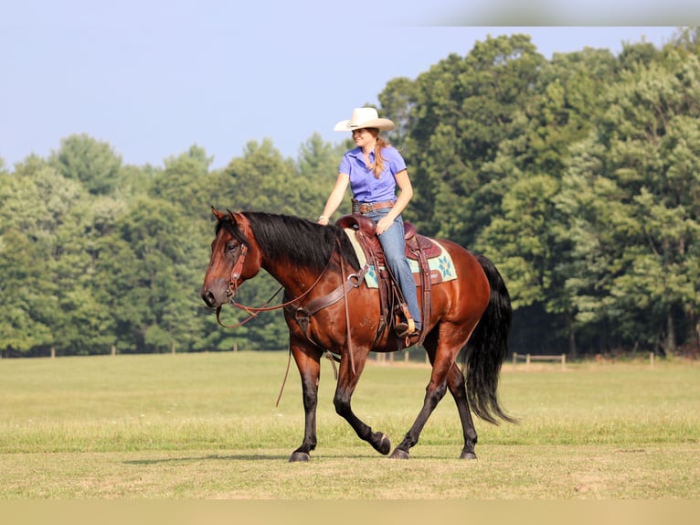American Quarter Horse Wallach 7 Jahre 150 cm Rotbrauner in Clarion