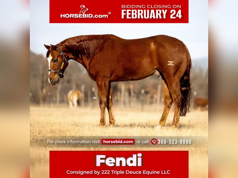 American Quarter Horse Wallach 7 Jahre 150 cm Rotfuchs in Cisco, TX