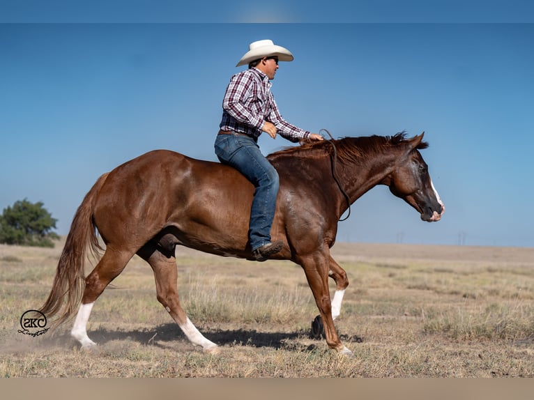 American Quarter Horse Wallach 7 Jahre 150 cm Rotfuchs in Canyon