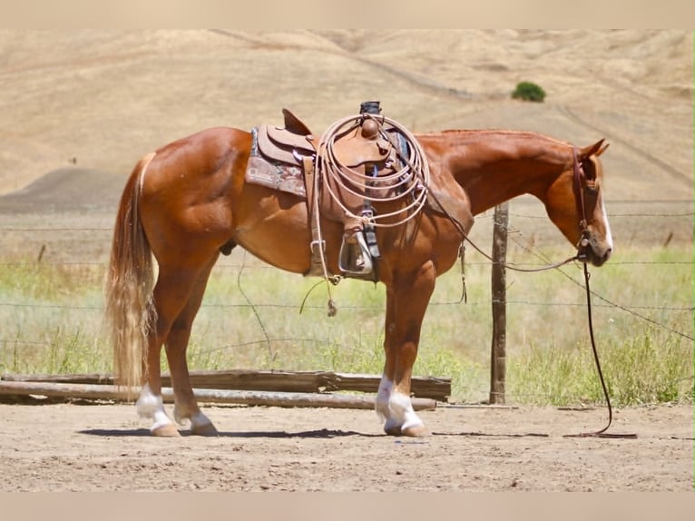 American Quarter Horse Wallach 7 Jahre 150 cm Rotfuchs in Tres Pinos