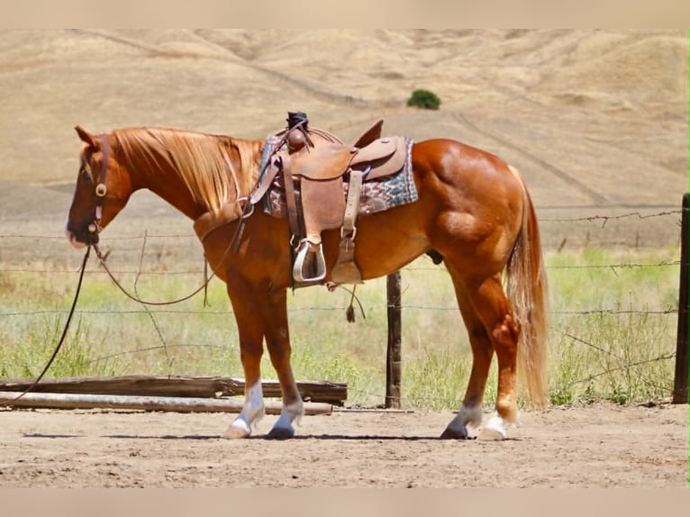 American Quarter Horse Wallach 7 Jahre 150 cm Rotfuchs in Tres Pinos