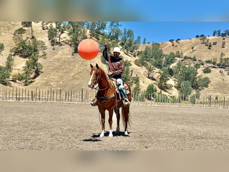 American Quarter Horse Wallach 7 Jahre 150 cm Rotfuchs in Tres Pinos