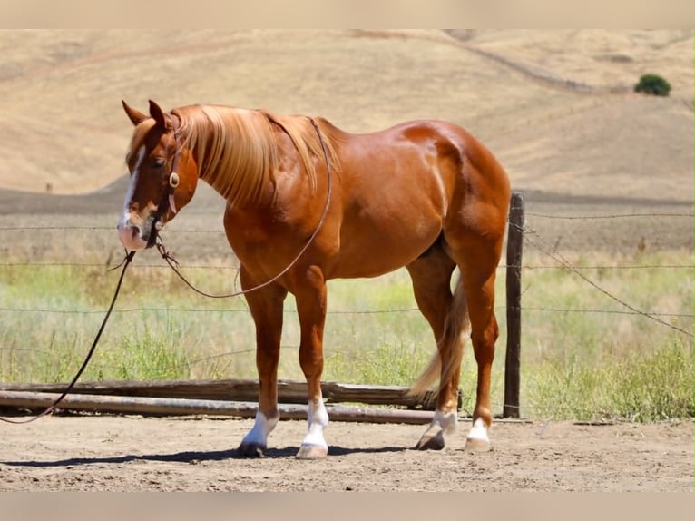American Quarter Horse Wallach 7 Jahre 150 cm Rotfuchs in Tres Pinos