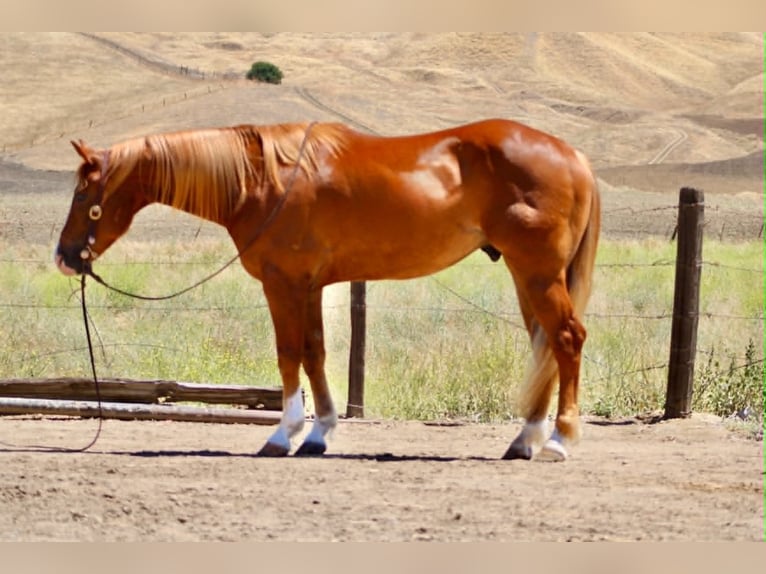 American Quarter Horse Wallach 7 Jahre 150 cm Rotfuchs in Tres Pinos