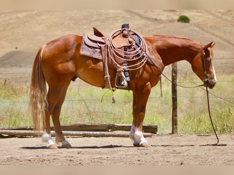 American Quarter Horse Wallach 7 Jahre 150 cm Rotfuchs in Tres Pinos