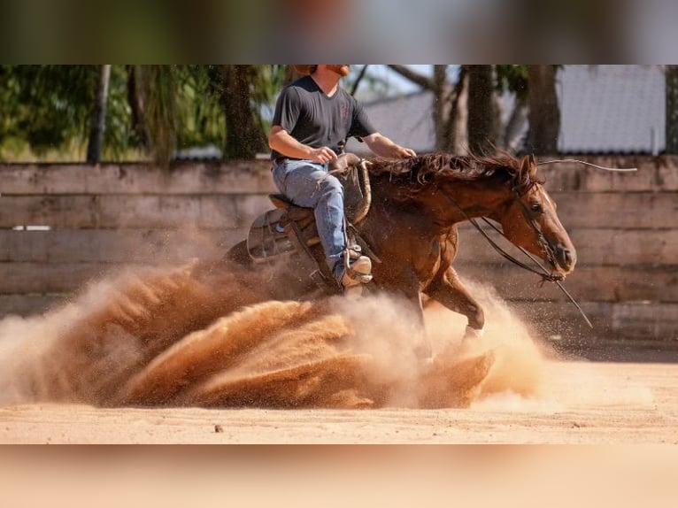 American Quarter Horse Wallach 7 Jahre 150 cm Rotfuchs in Miami