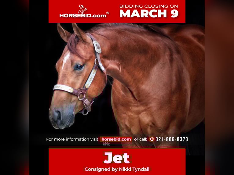 American Quarter Horse Wallach 7 Jahre 150 cm Rotfuchs in Miami