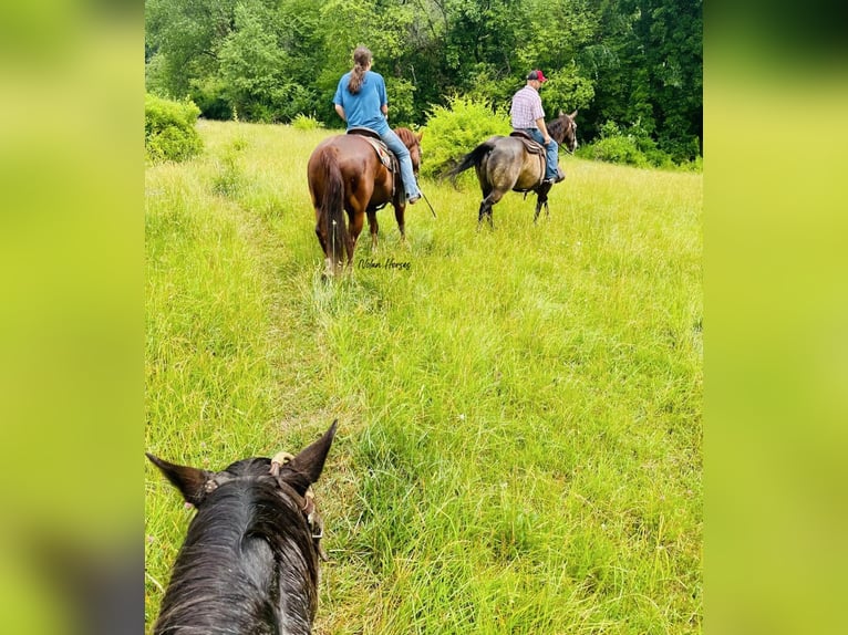 American Quarter Horse Wallach 7 Jahre 150 cm Rotfuchs in Peosta, IA