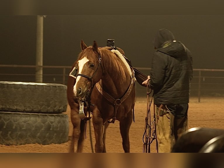 American Quarter Horse Wallach 7 Jahre 150 cm Rotfuchs in Cisco, TX