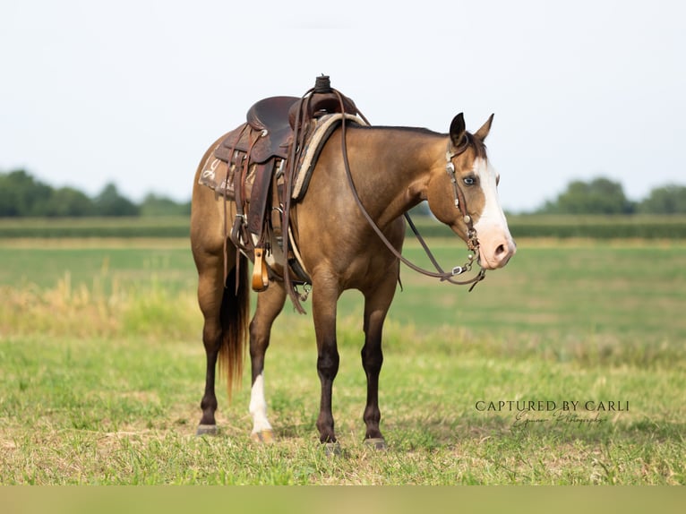 American Quarter Horse Wallach 7 Jahre 150 cm Schecke in Lewistown