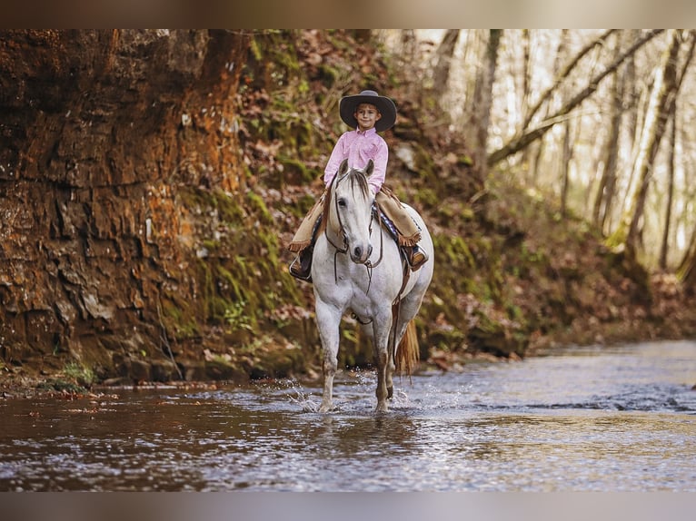 American Quarter Horse Wallach 7 Jahre 150 cm Schimmel in Lyles