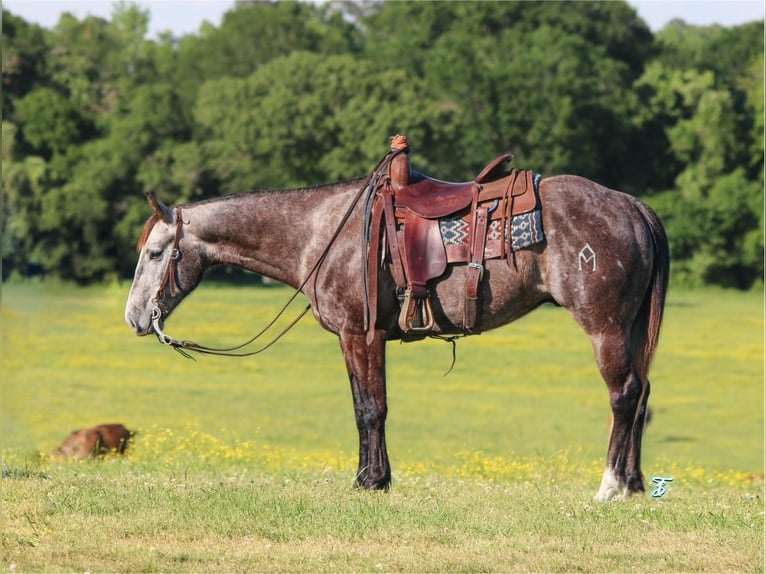 American Quarter Horse Wallach 7 Jahre 150 cm Schimmel in Carthage, TX