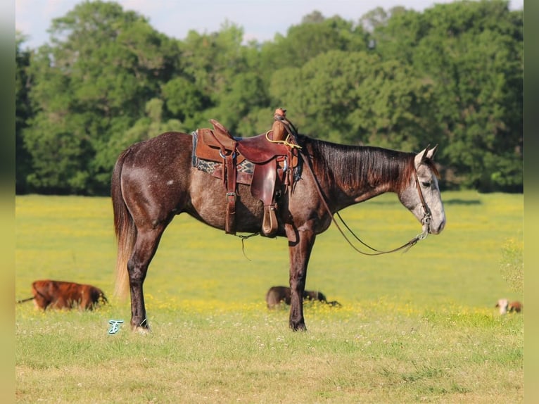 American Quarter Horse Wallach 7 Jahre 150 cm Schimmel in Carthage, TX