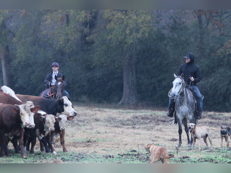 American Quarter Horse Wallach 7 Jahre 150 cm Schimmel in Carthage, TX