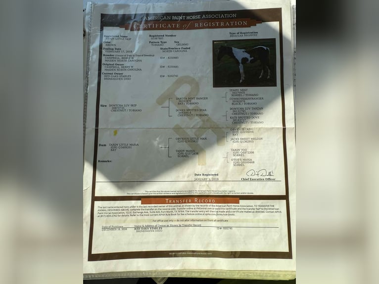 American Quarter Horse Wallach 7 Jahre 150 cm Tobiano-alle-Farben in Rusk TX
