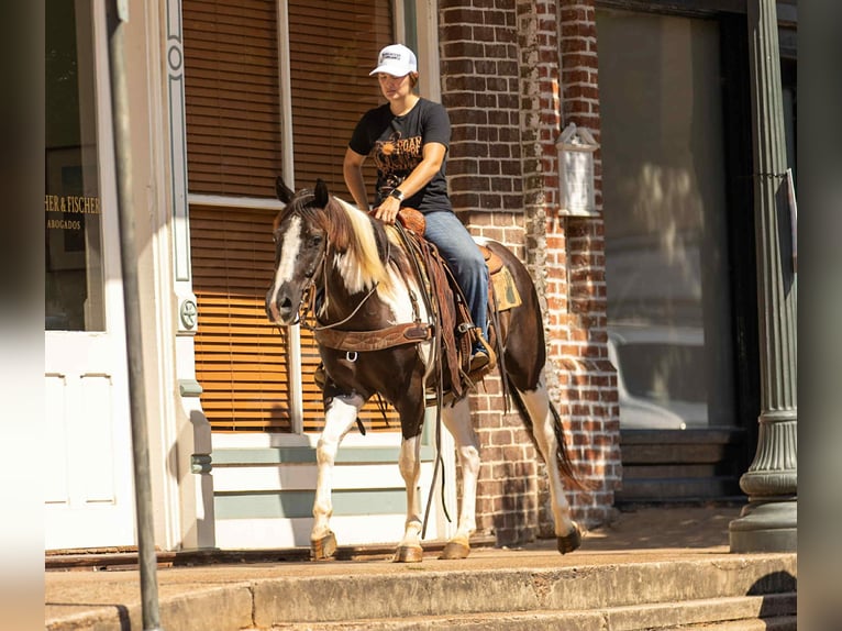 American Quarter Horse Wallach 7 Jahre 150 cm Tobiano-alle-Farben in Rusk TX