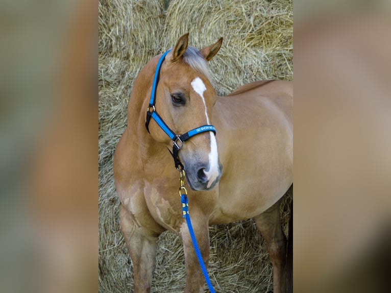 American Quarter Horse Wallach 7 Jahre 151 cm Dunalino in Völs am Schlern (BZ)