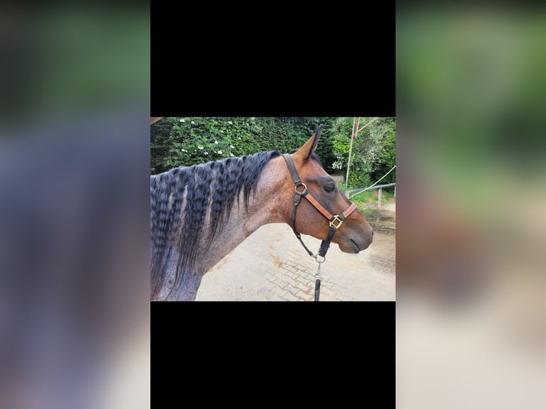American Quarter Horse Wallach 7 Jahre 151 cm Roan-Bay in Nidderau