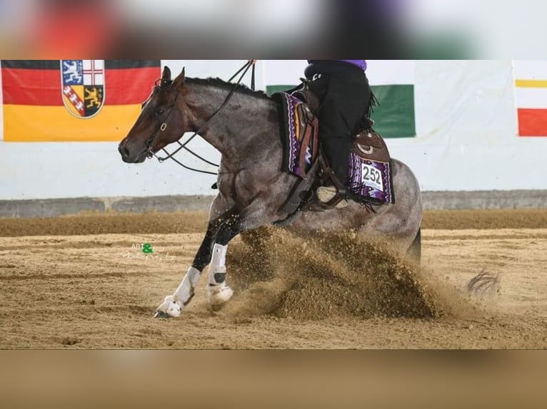 American Quarter Horse Wallach 7 Jahre 151 cm Roan-Bay in Nidderau