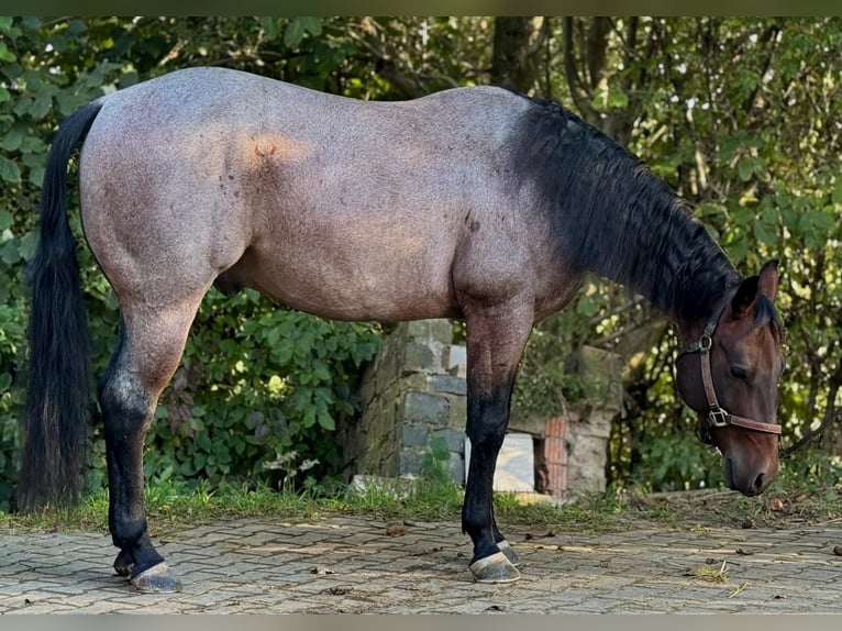 American Quarter Horse Wallach 7 Jahre 151 cm Roan-Bay in Nidderau