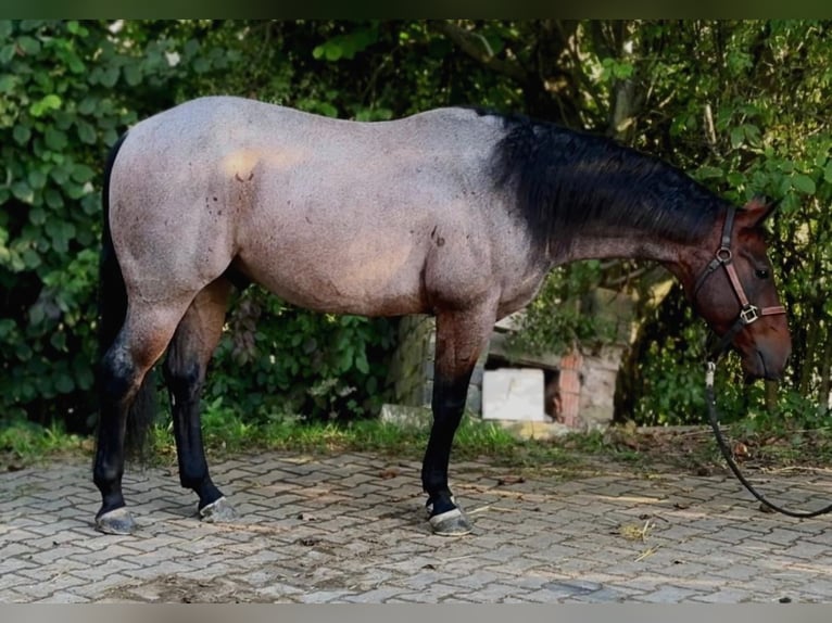 American Quarter Horse Wallach 7 Jahre 151 cm Roan-Bay in Nidderau