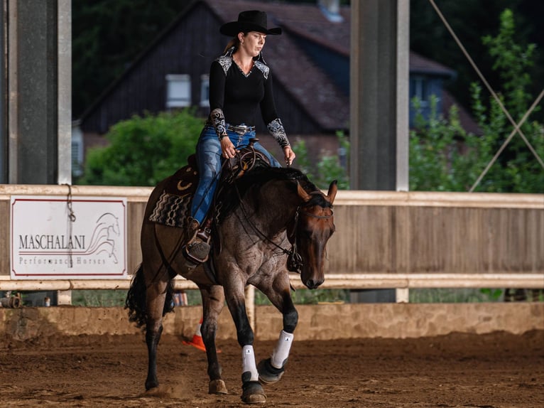 American Quarter Horse Wallach 7 Jahre 151 cm Roan-Bay in Nidderau