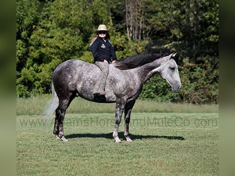 American Quarter Horse Wallach 7 Jahre 152 cm Apfelschimmel in Mount Vernon