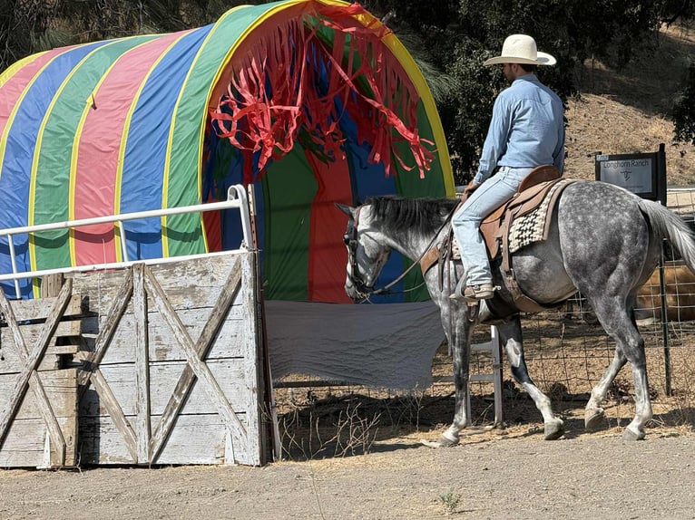 American Quarter Horse Wallach 7 Jahre 152 cm Apfelschimmel in Paicines CA