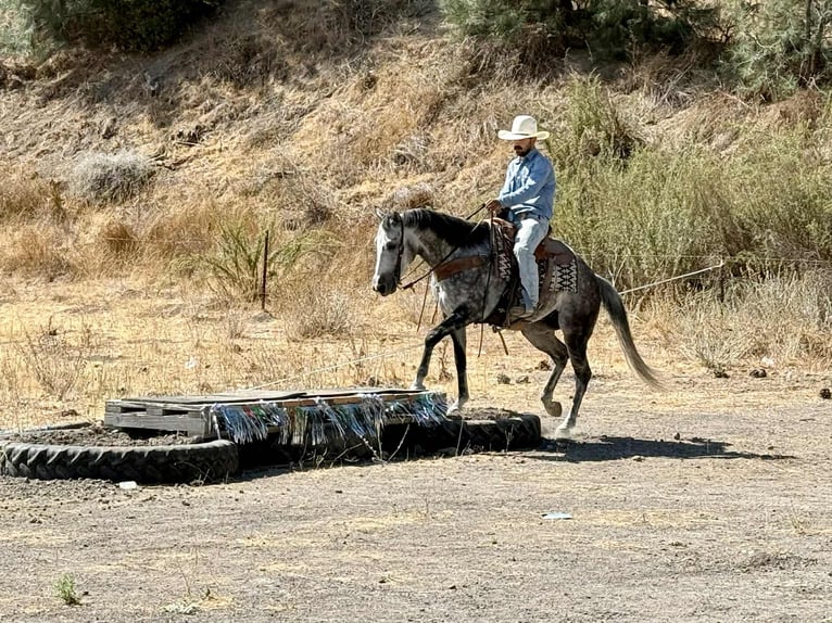 American Quarter Horse Wallach 7 Jahre 152 cm Apfelschimmel in Paicines CA