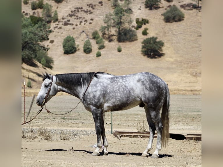 American Quarter Horse Wallach 7 Jahre 152 cm Apfelschimmel in Paicines CA