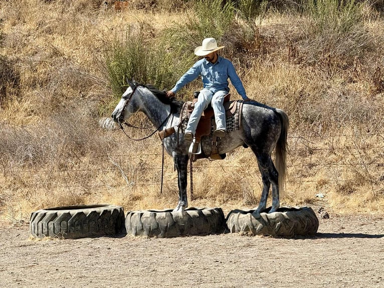 American Quarter Horse Wallach 7 Jahre 152 cm Apfelschimmel in Paicines CA