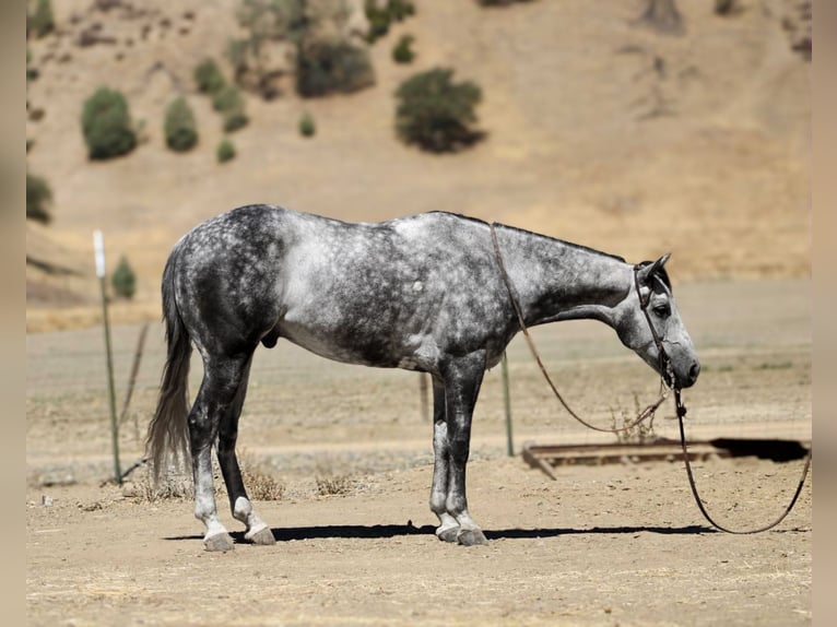 American Quarter Horse Wallach 7 Jahre 152 cm Apfelschimmel in Paicines CA