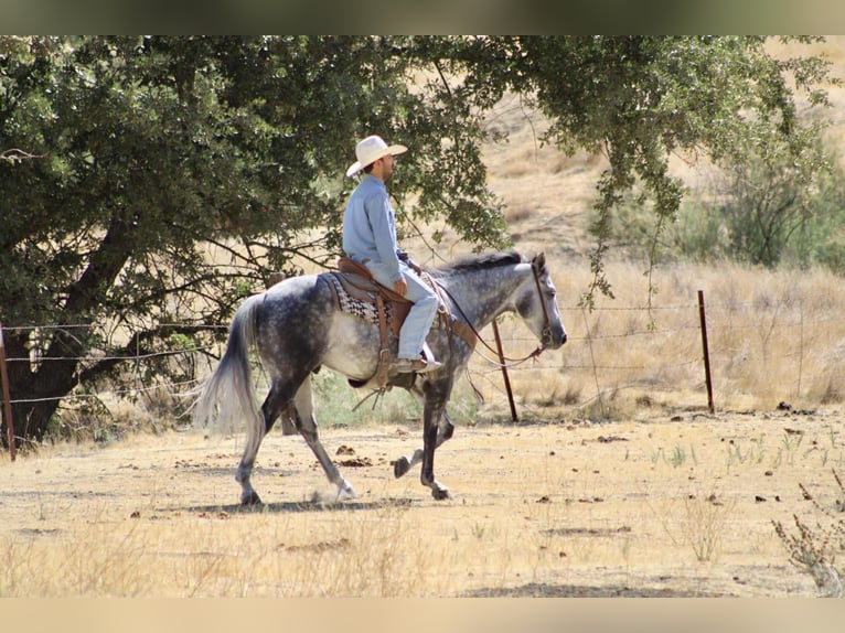 American Quarter Horse Wallach 7 Jahre 152 cm Apfelschimmel in Paicines CA