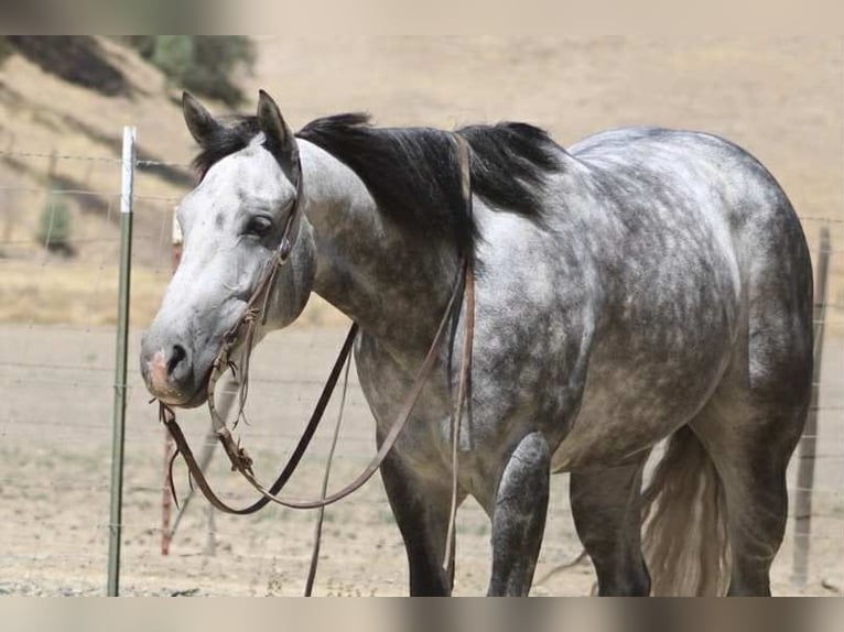 American Quarter Horse Wallach 7 Jahre 152 cm Apfelschimmel in Paicines CA