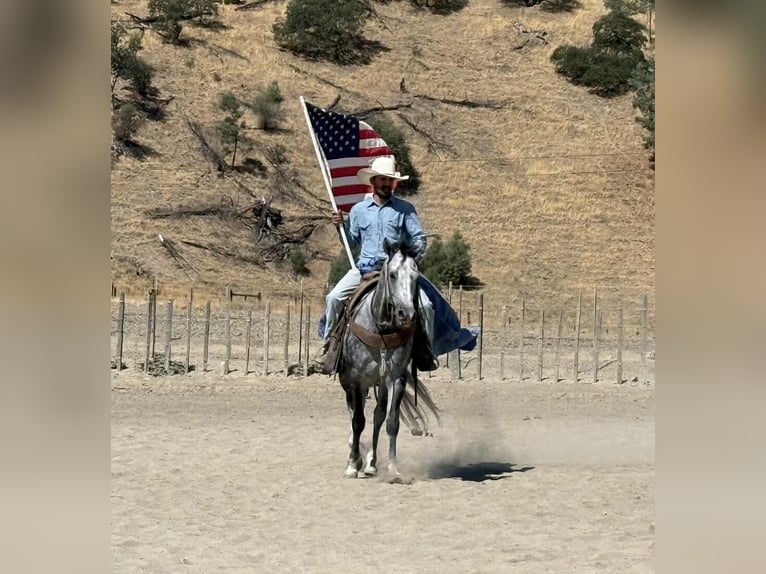 American Quarter Horse Wallach 7 Jahre 152 cm Apfelschimmel in Paicines CA