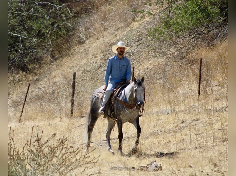 American Quarter Horse Wallach 7 Jahre 152 cm Apfelschimmel in Paicines CA