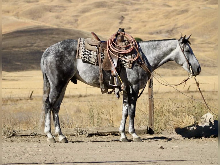American Quarter Horse Wallach 7 Jahre 152 cm Apfelschimmel in Paicines CA
