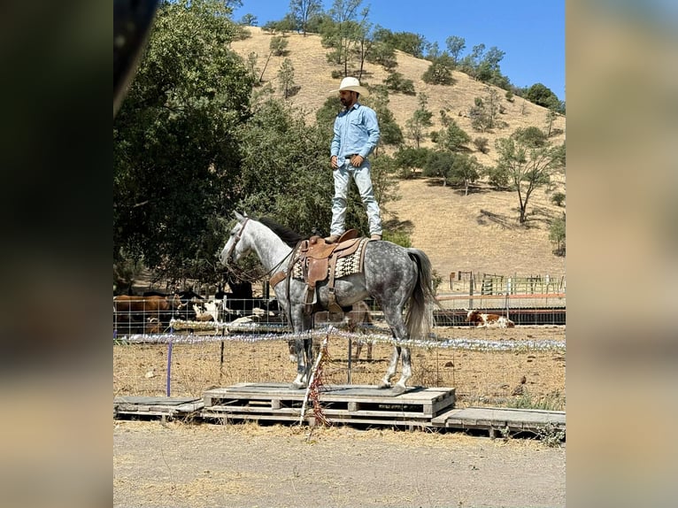 American Quarter Horse Wallach 7 Jahre 152 cm Apfelschimmel in Paicines CA