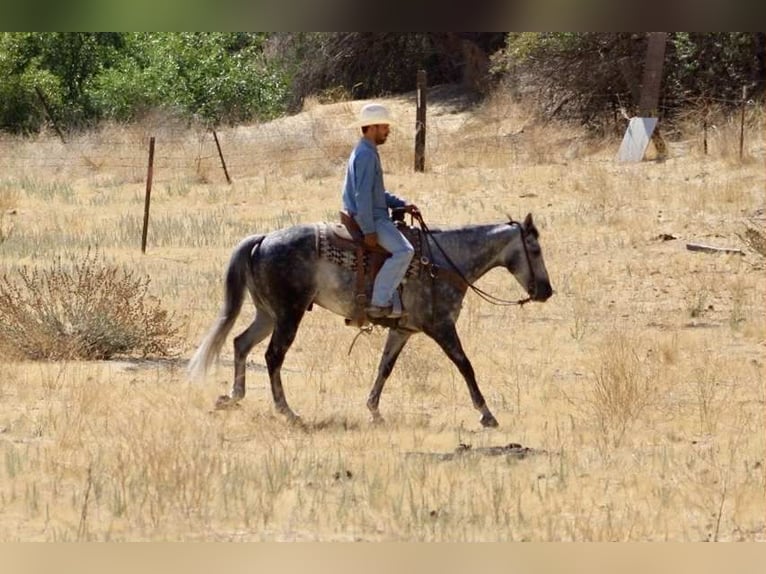 American Quarter Horse Wallach 7 Jahre 152 cm Apfelschimmel in Paicines CA