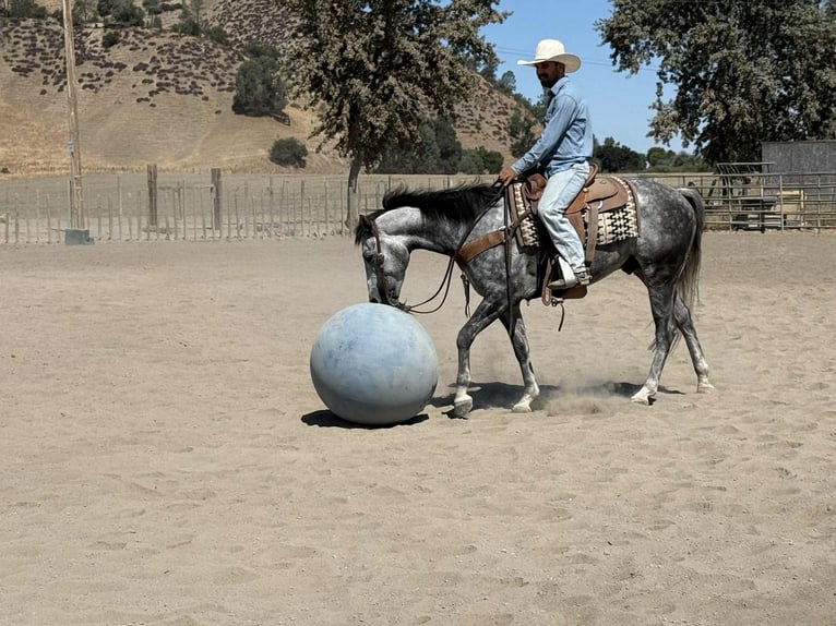 American Quarter Horse Wallach 7 Jahre 152 cm Apfelschimmel in Paicines CA
