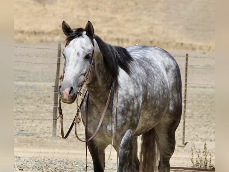American Quarter Horse Wallach 7 Jahre 152 cm Apfelschimmel in Paicines CA