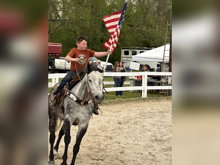 American Quarter Horse Wallach 7 Jahre 152 cm Apfelschimmel in Salt Lick KY