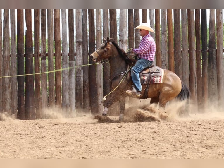 American Quarter Horse Wallach 7 Jahre 152 cm Buckskin in Stephenville, TX