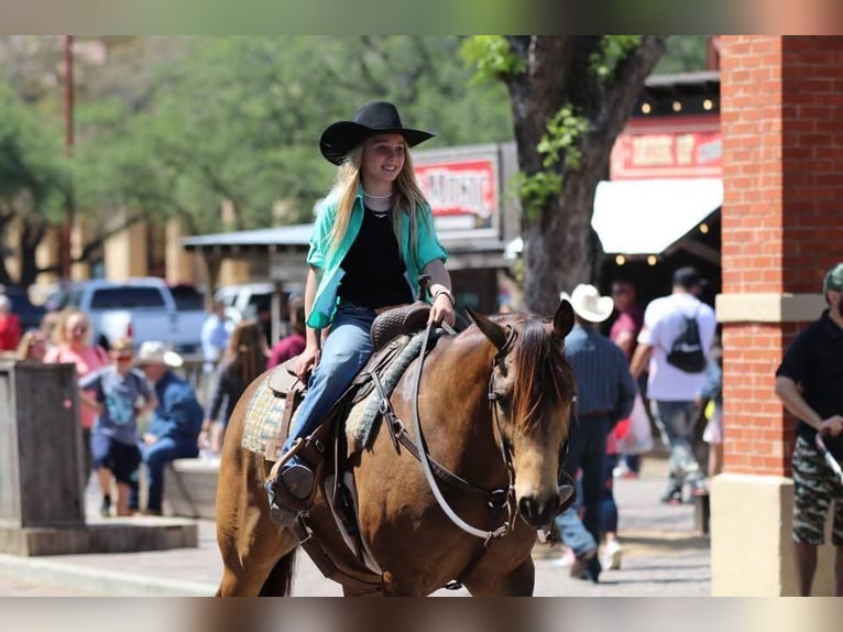 American Quarter Horse Wallach 7 Jahre 152 cm Buckskin in Stephenville, TX