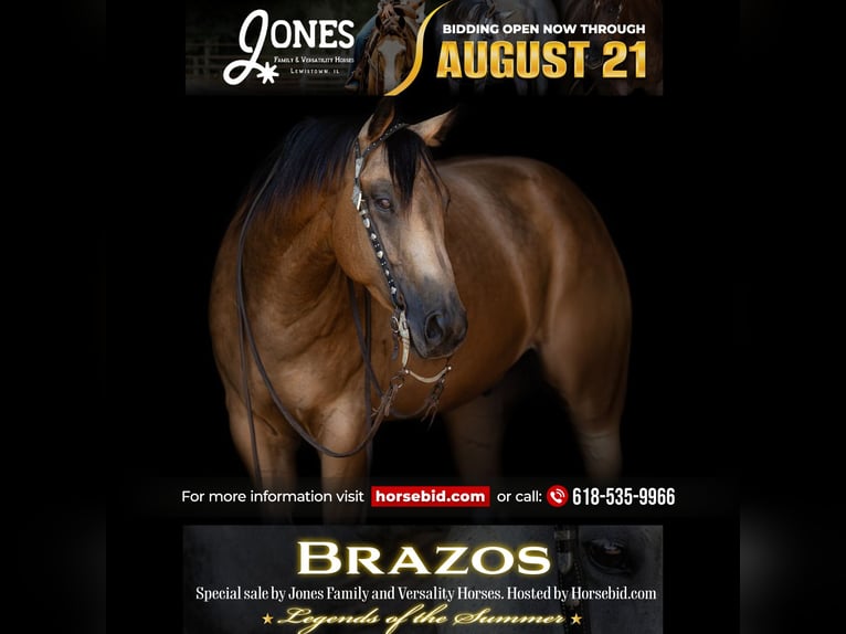 American Quarter Horse Wallach 7 Jahre 152 cm Buckskin in Lewistown