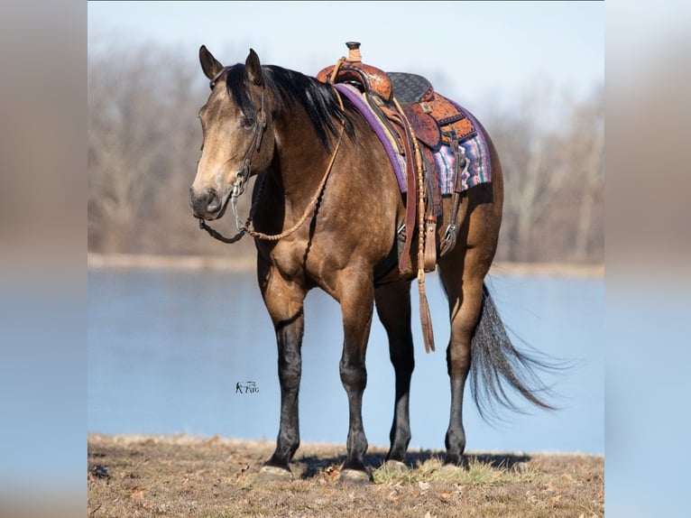 American Quarter Horse Wallach 7 Jahre 152 cm Buckskin in Robards