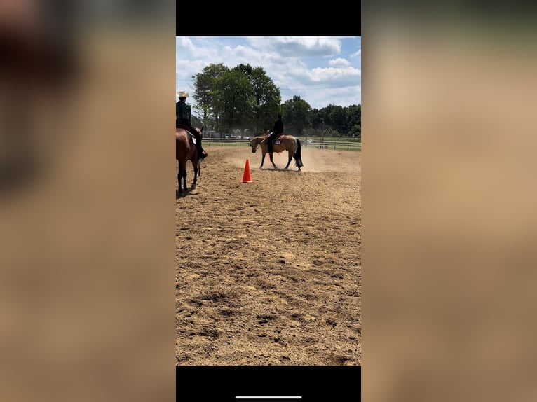 American Quarter Horse Wallach 7 Jahre 152 cm Buckskin in Andover
