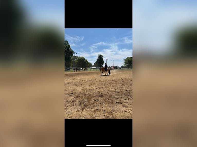 American Quarter Horse Wallach 7 Jahre 152 cm Buckskin in Andover