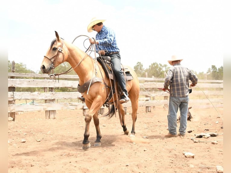 American Quarter Horse Wallach 7 Jahre 152 cm Buckskin in Flagstaff, AZ