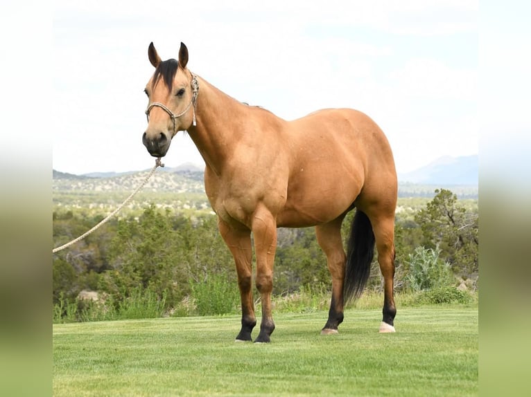 American Quarter Horse Wallach 7 Jahre 152 cm Buckskin in Flagstaff, AZ